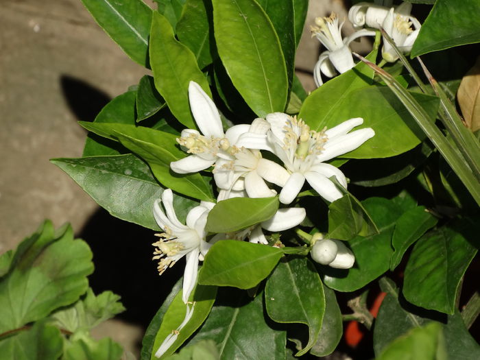 DSC01432 - Plante in ghiveci 2015