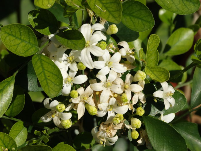 DSC01434 - Plante in ghiveci 2015