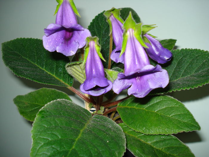 DSC06867 - GLOXINIA 2015