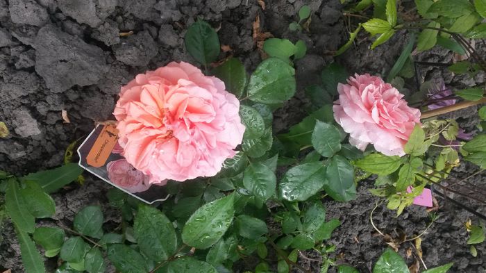 Chippendale, primele flori, 10 iunie - Vara in gradina I