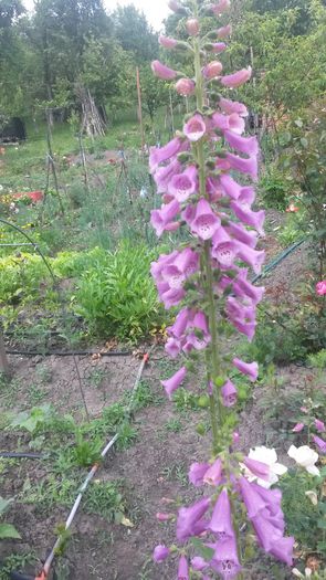  - Vara in gradina I