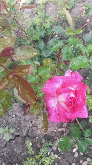  - Vara in gradina I