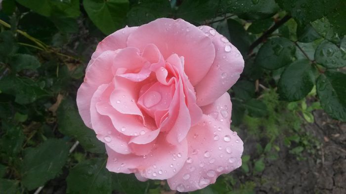  - Vara in gradina I