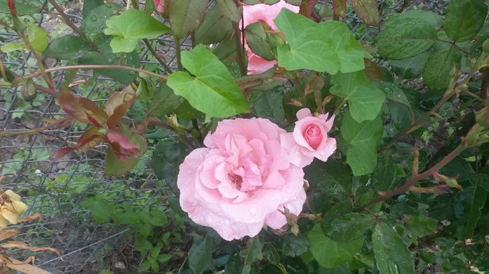  - Vara in gradina I