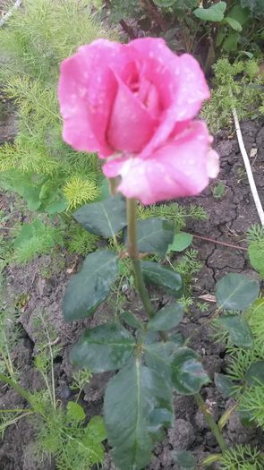  - Vara in gradina I