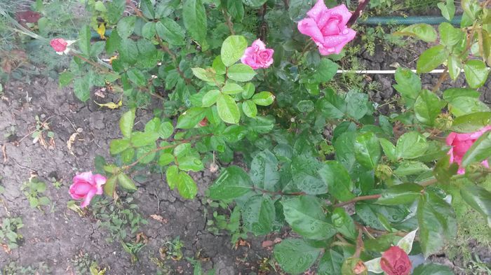  - Vara in gradina I