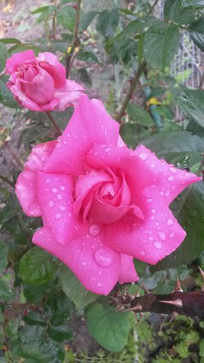 passion - Vara in gradina I