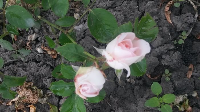  - Vara in gradina I