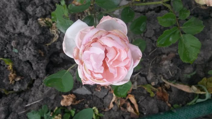  - Vara in gradina I