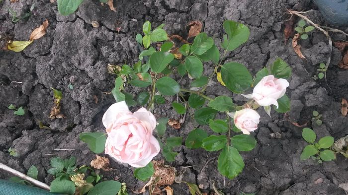 - Vara in gradina I