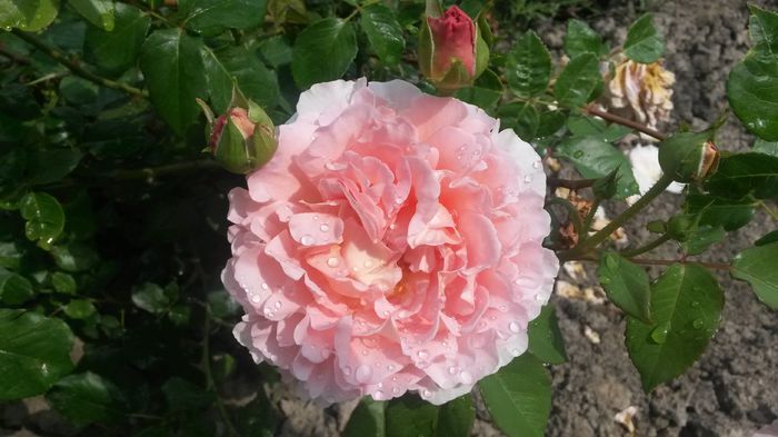 Abraham Darby - Vara in gradina I