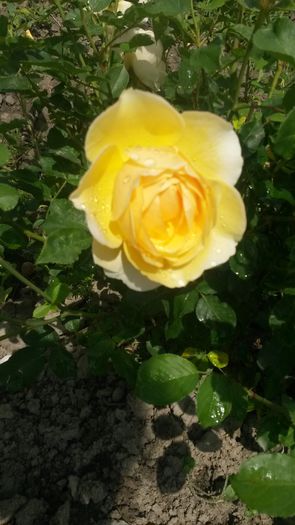  - Vara in gradina I