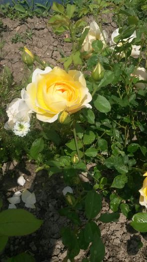  - Vara in gradina I