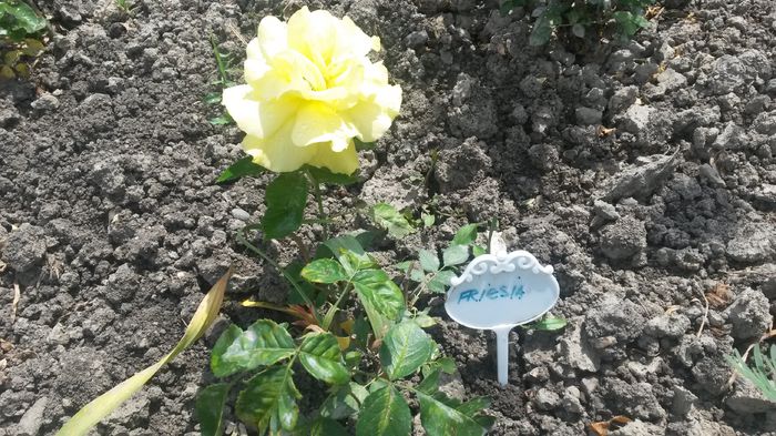 Friesia - Vara in gradina I