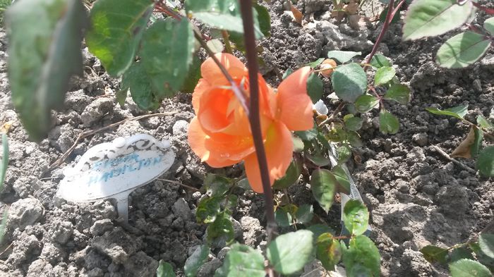 Emma Hamilton - Vara in gradina I