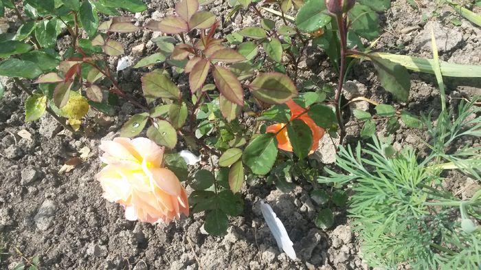 primele flori