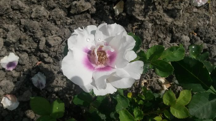 Eyes for you - Vara in gradina I