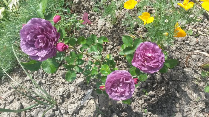 Frumusica sau... - Vara in gradina I