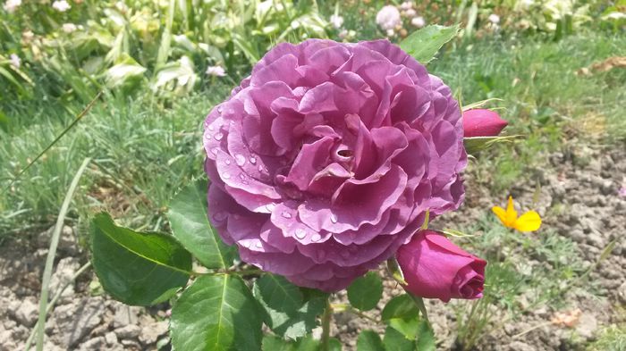  - Vara in gradina I