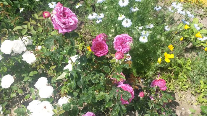  - Vara in gradina I