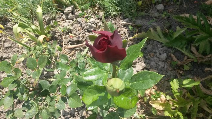 Dimov nr 48 - Vara in gradina I
