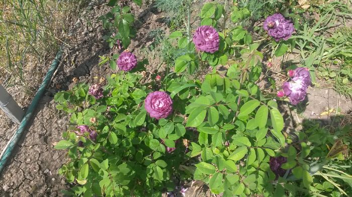  - Vara in gradina I