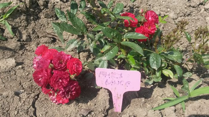  - Vara in gradina I