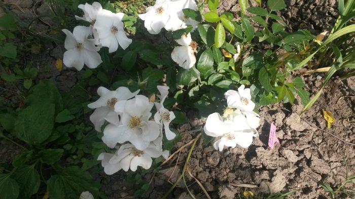 Sally - Vara in gradina I