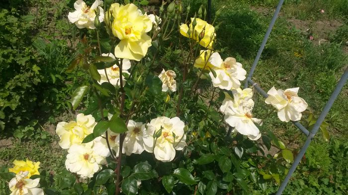 golden shower - Vara in gradina I