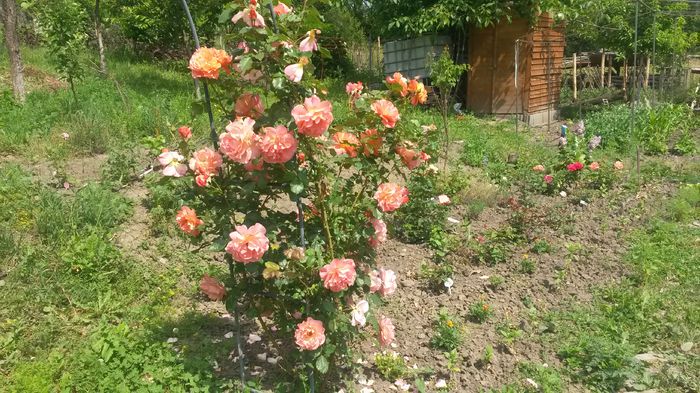Westerland si magazia de unelte :) - Vara in gradina I