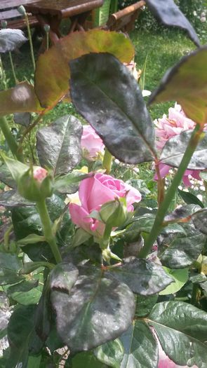  - Vara in gradina I