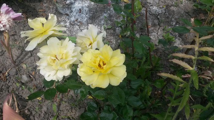Fresia... - Vara in gradina I