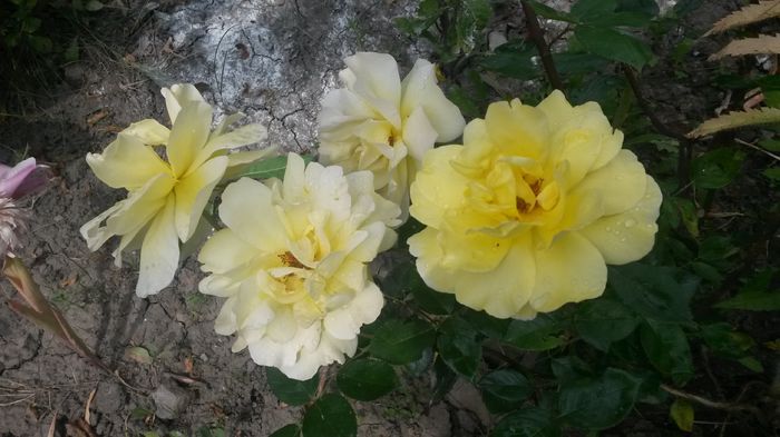  - Vara in gradina I