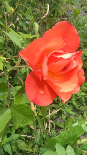  - Vara in gradina I
