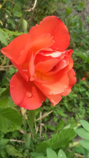  - Vara in gradina I