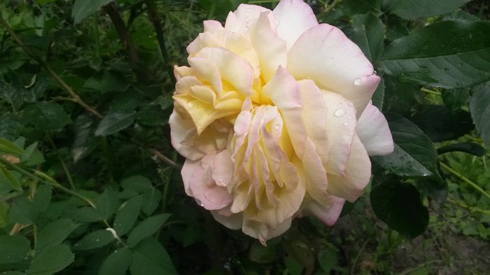 peace - Vara in gradina I