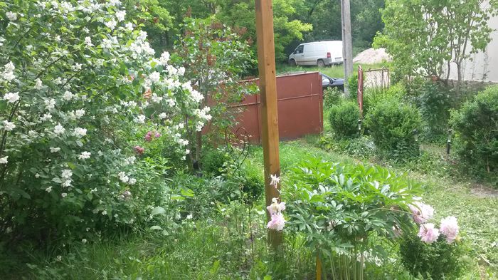  - Vara in gradina I