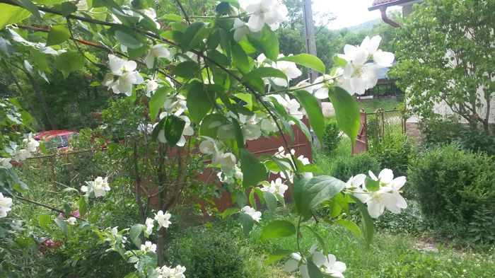  - Vara in gradina I