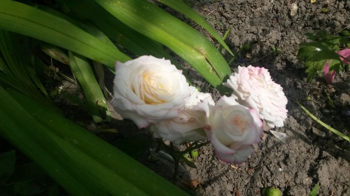  - Vara in gradina I