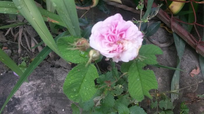  - Vara in gradina I