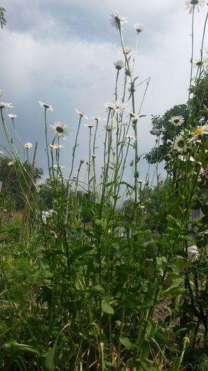  - Vara in gradina I