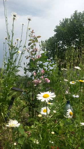  - Vara in gradina I