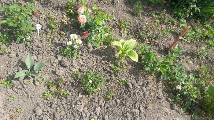  - Vara in gradina I