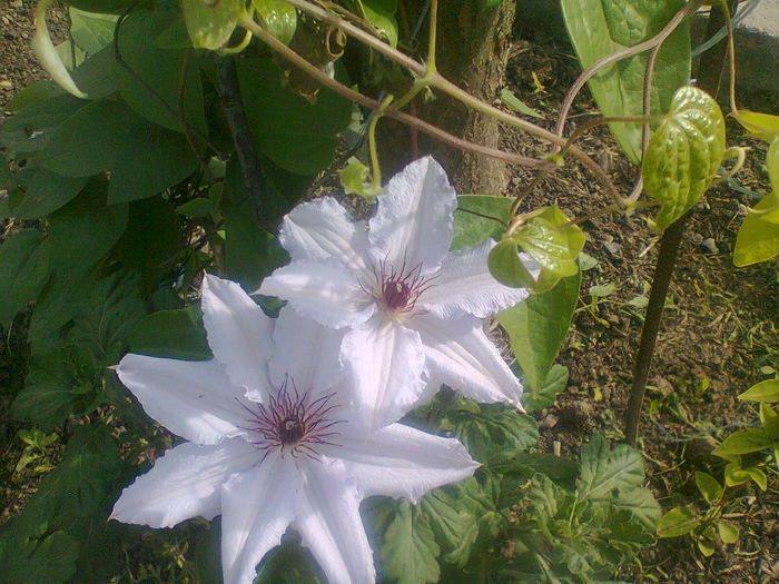 Fotografie2241 - 2015clematis