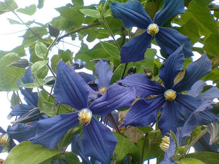 Fotografie2299 - 2015clematis