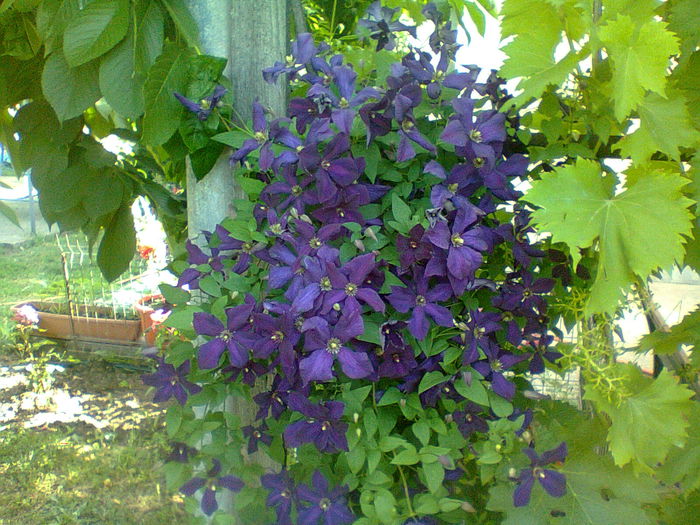 Fotografie2325 - 2015clematis