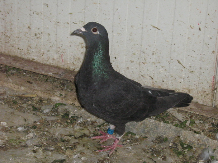 Porumbei voiajori 18; primita
