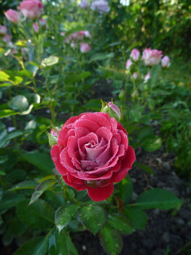 schöne koblenzerin - Colectie trandafiri