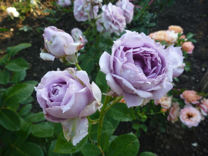 Novalis - Colectie trandafiri