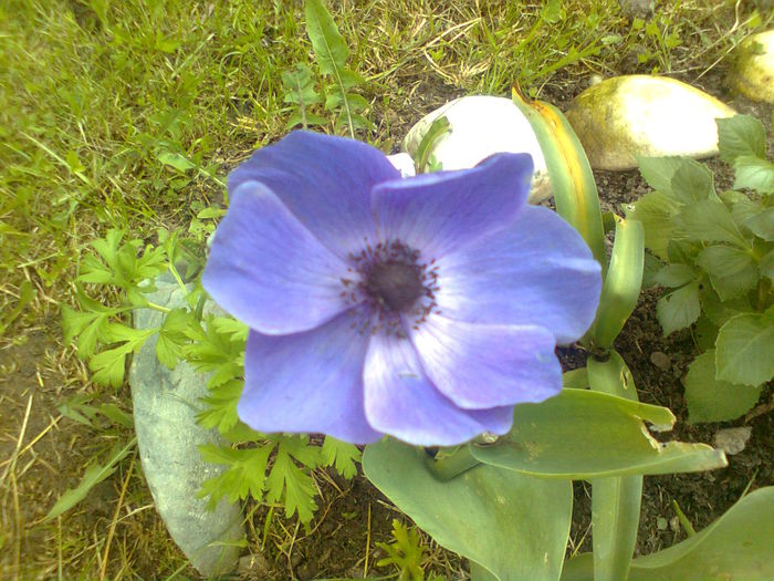 ANEMONE